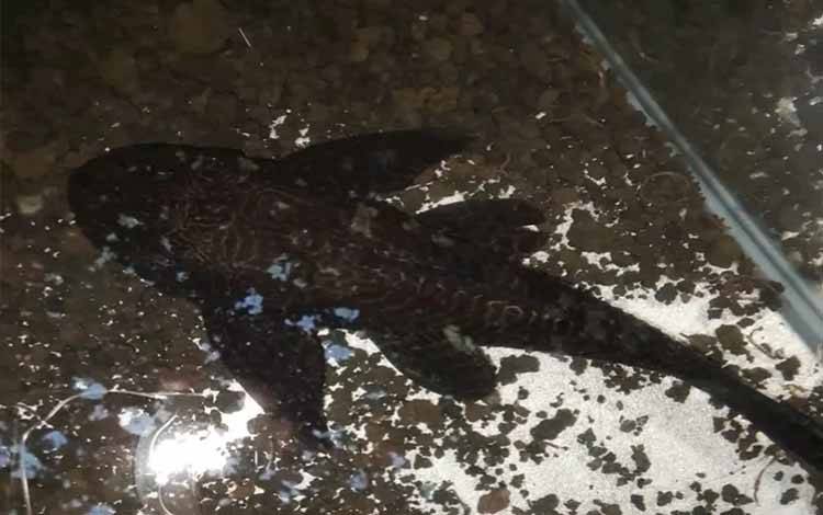 Warga Kuala Kapuas Temukan Ikan Sapu-Sapu di Sungai Kapuas, Jadi Sinyal Ancaman Spesies Invasif