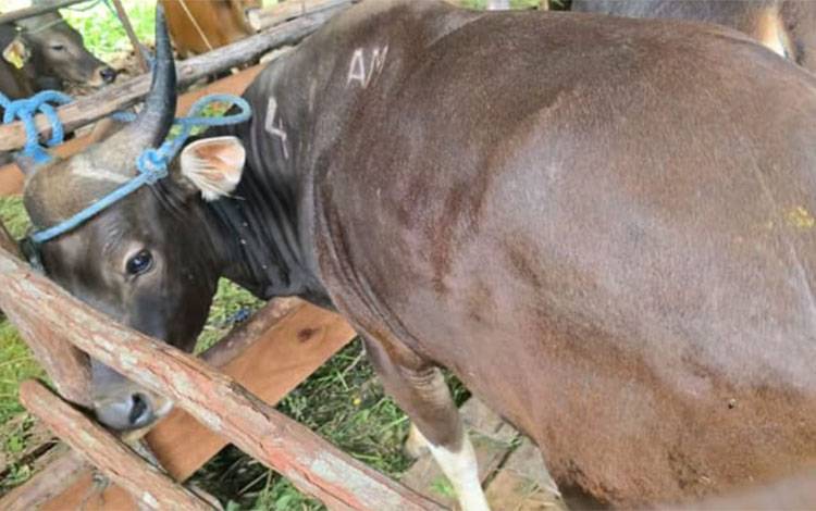 Pemprov Kalteng Siapkan Lebih dari 100 Sapi Kurban untuk Iduladha 1447 H