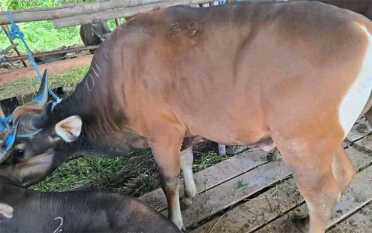 Sapi untuk kurban. (FOTO: MARINI)