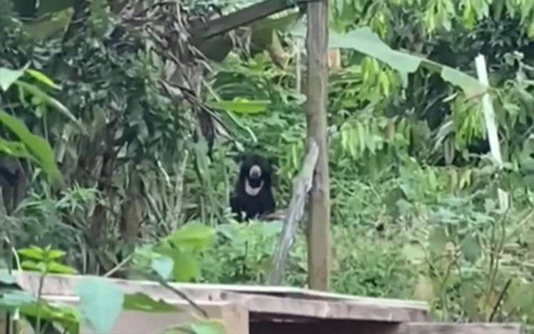 Heboh Beruang Muncul di Cempaga, Warga Datangi dengan Parang