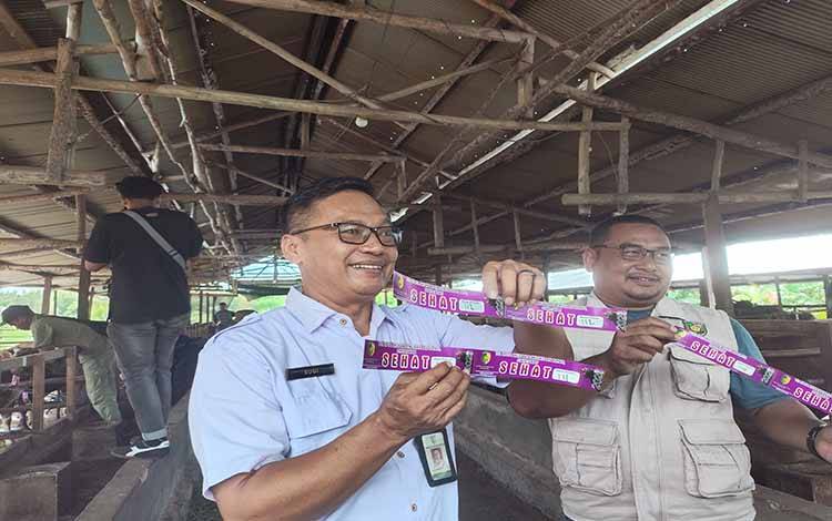 DPKP Palangka Raya Pastikan Hewan Kurban dalam Kondisi Sehat, Periksa 21 Titik Penjualan