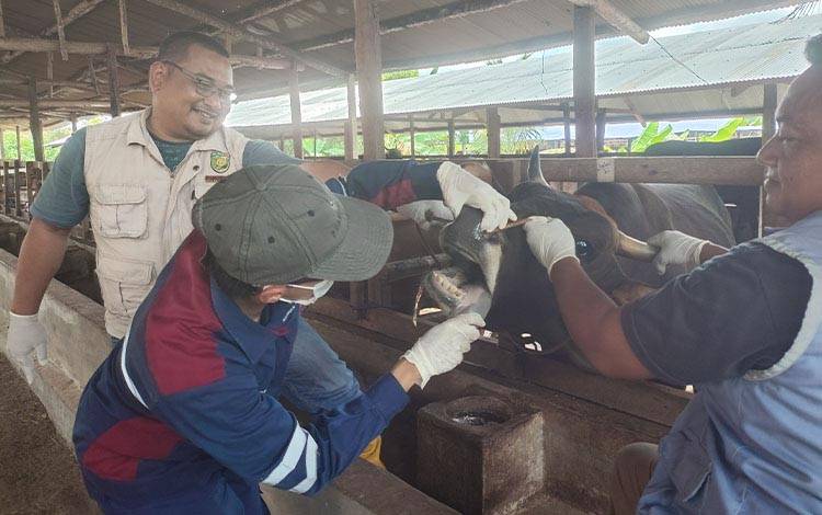 DPKP Palangka Raya Mulai Pemeriksaan Hewan Kurban di 21 Titik Penjualan