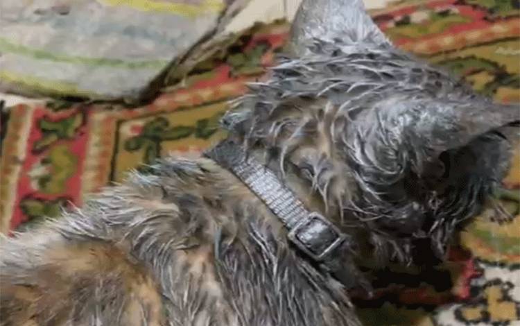 Kucing Peliharaan Warga Kuala Kapuas Diduga Dipilox, Padahal Ada Ancaman Pidana Maksimal 9 Bulan