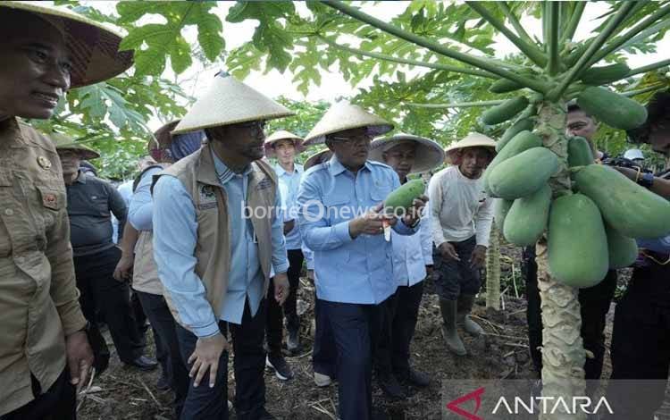 BGN Gandeng Petani Lokal Perkuat Rantai Pasok MBG