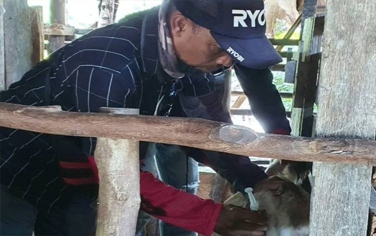 DKPP Seruyan Pastikan Pemeriksaan Hewan Kurban, Warga Diminta Laporkan Jadwal Pemotongan