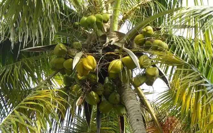 Petani Kotim Ancam Beralih Tanam Sawit Dampak Harga Kelapa Anjlok