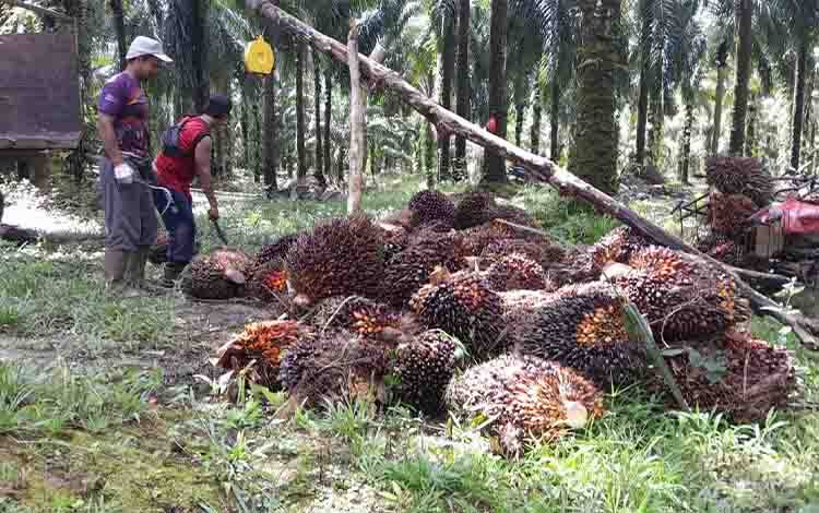 Disnakertrans Kotawaringin Timur Dorong Perusahaan Tingkatkan Perlindungan dan Kesejahteraan Pekerja