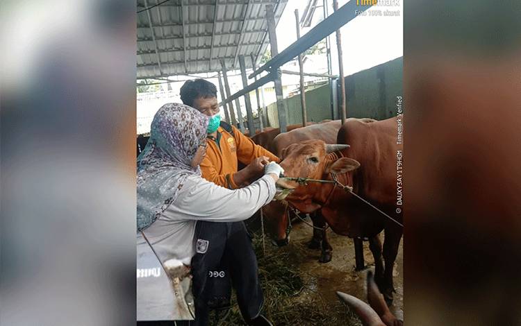 Distan Kobar Terjunkan 89 Petugas Periksa Hewan Kurban