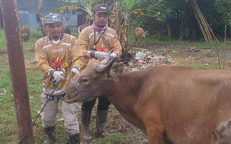 DPKP Kotim Lakukan Pemeriksaan Antemortem Hewan Kurban Jelang Iduladha 1447 Hijriah
