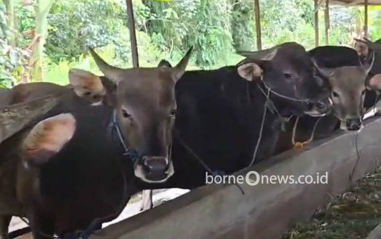 Beberapa sapi yang mulai disiapkan untuk memenuhi permintaan jelang iduladha di Basarang, Kapuas, Selasa, 19 Mei 2026. (FOTO: Supri)