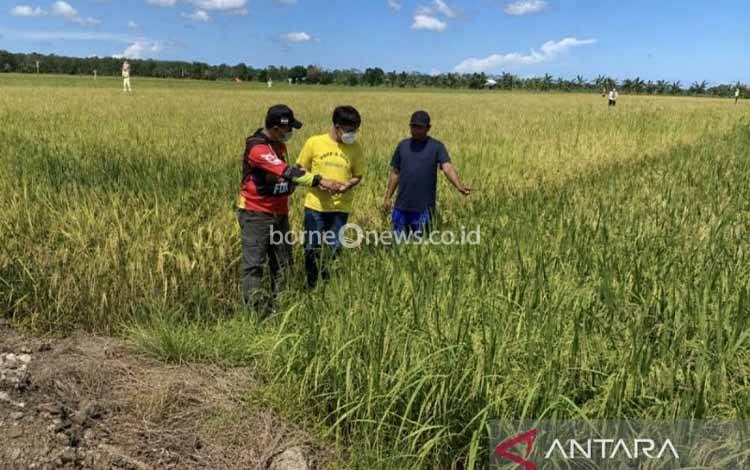 Menjaga Harga Gabah dan Harapan Petani dari Lumbung Pangan Kapuas