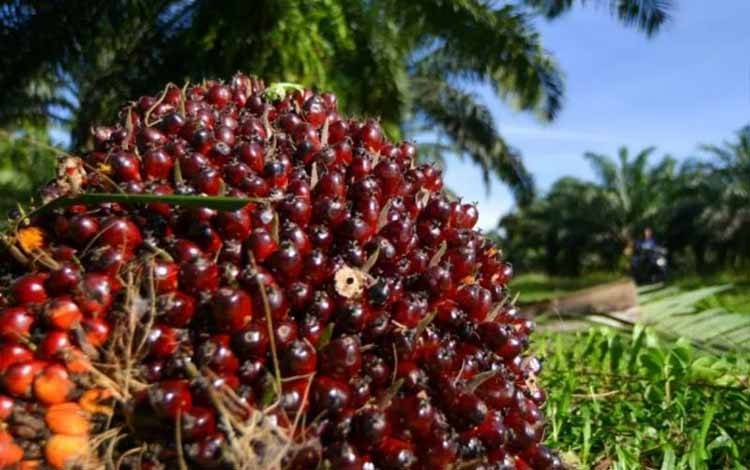 Kementan: Keterbatasan Lahan, PSR Kunci Tingkatkan Produksi Sawit