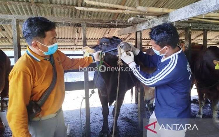 Distan Kobar Turunkan 89 Petugas Periksa Hewan Kurban di 381 Titik Penyembelihan