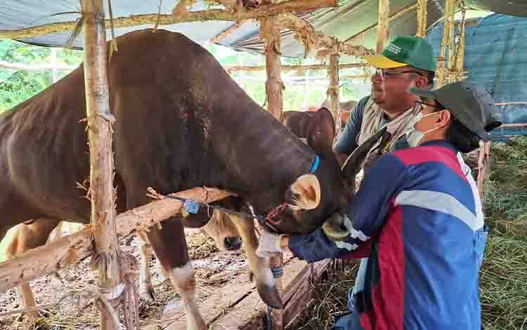 Pemeriksaan Hewan Kurban di Palangka Raya Dipercepat