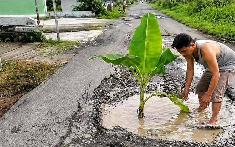 Bukan Aksi Lucu, Pohon Pisang Ini Jadi Alarm Darurat di Jalan Sumatera Kuala Kapuas