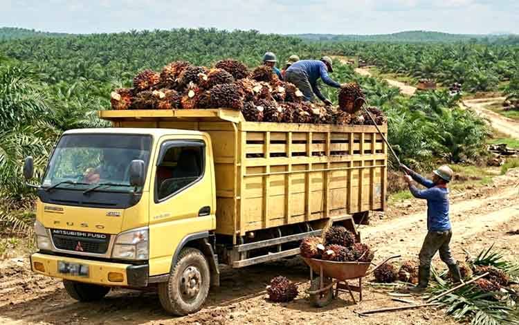 POPSI Soroti Harga Sawit Anjlok Usai Muncul Skema DSI, Khawatir Ancam 17 Juta Pekerja