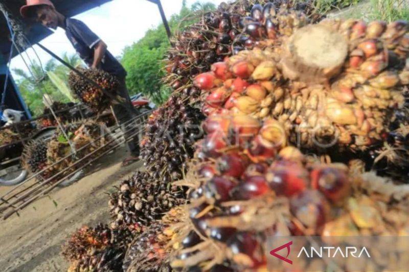 Harga Sawit Anjlok Rp750 per Kg, Petani Resah