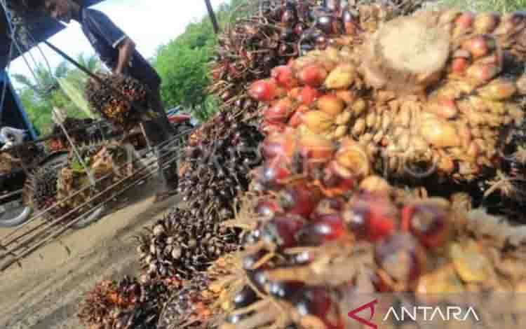 Harga TBS Sawit di Dharmasraya Turun Drastis Rp750 Per Kilogram