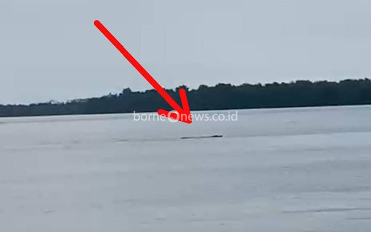 Buaya Kerap Muncul di Pegatan Muara Sungai Katingan