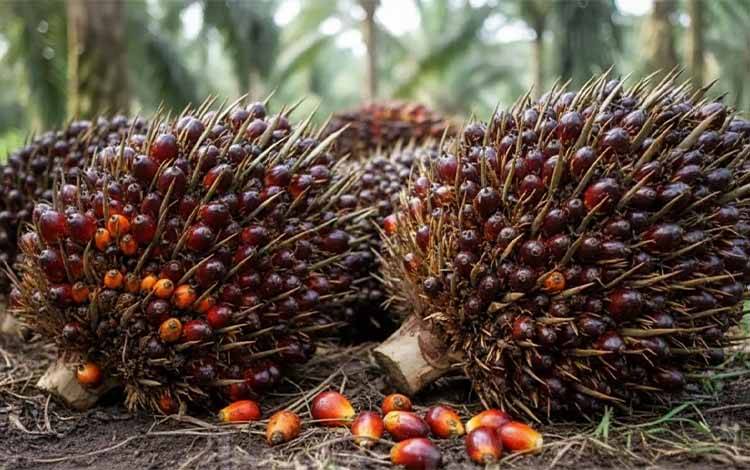 Harga Sawit Anjlok, Petani di Pedalaman Lamandau Menjerit