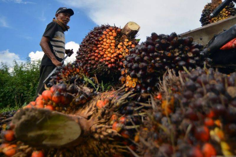 Perusahaan Diminta Tidak Turunkan Harga TBS Sawit Sepihak