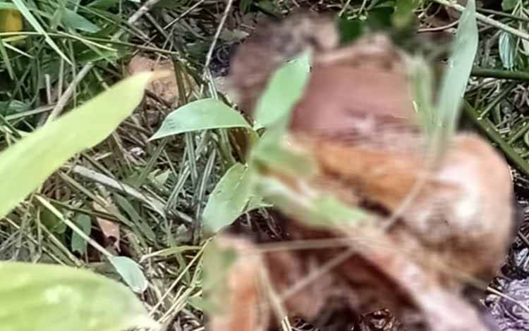9 Hari Pencarian, Lansia di Desa Wuran Ditemukan Meninggal di Kebun Rotan