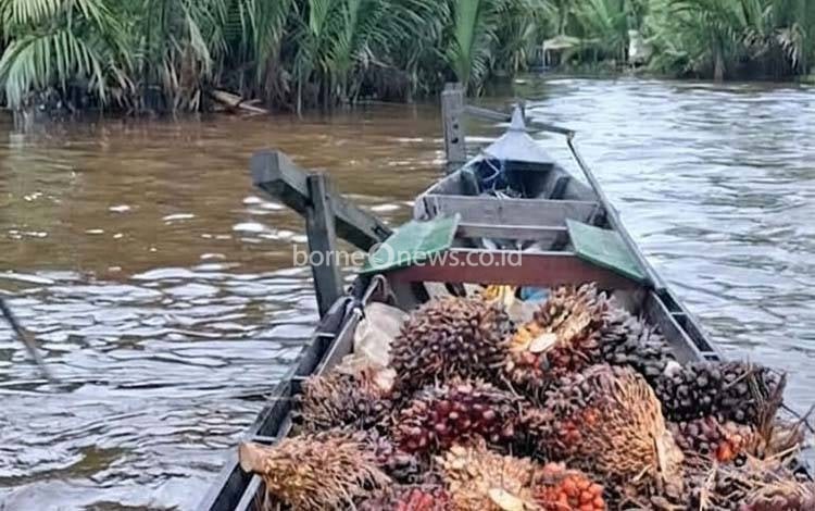 Harga Sawit di Kotim Anjlok, Petani Mengeluh TBS di Pengepul Tinggal Rp700 per Kg