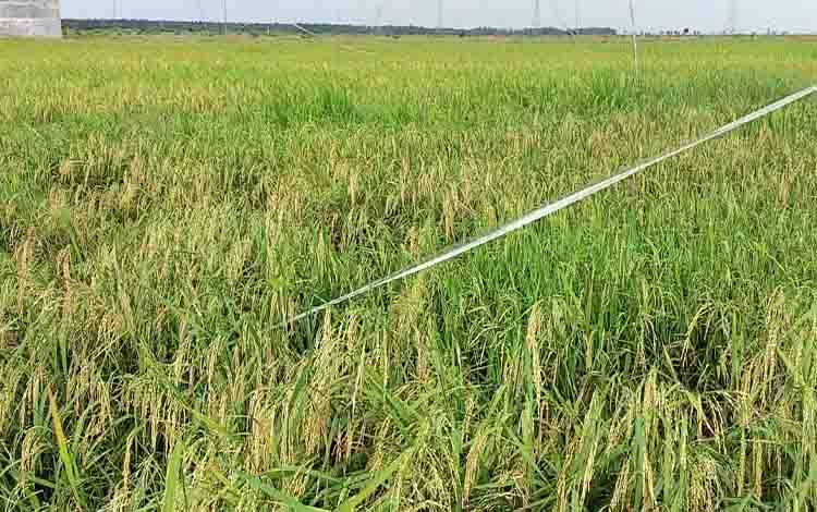 Antisipasi Kemarau Panjang, Pemkab Kotim Siapkan Pompa Air dan Irigasi Pipa Jaga Produksi Pangan