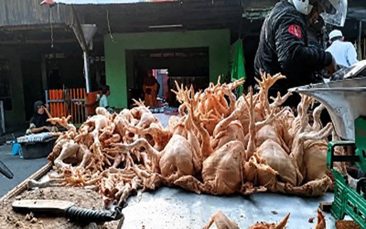 Harga Ayam Ras di Kuala Kapuas Tembus Rp60 Ribu Jelang Iduladha