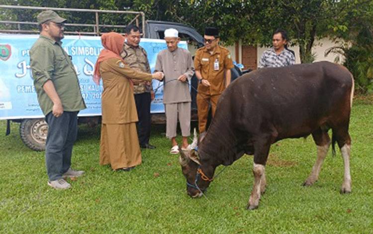 Gubernur Kalteng Salurkan 38 Ekor Sapi Kurban untuk Masyarakat Kotim