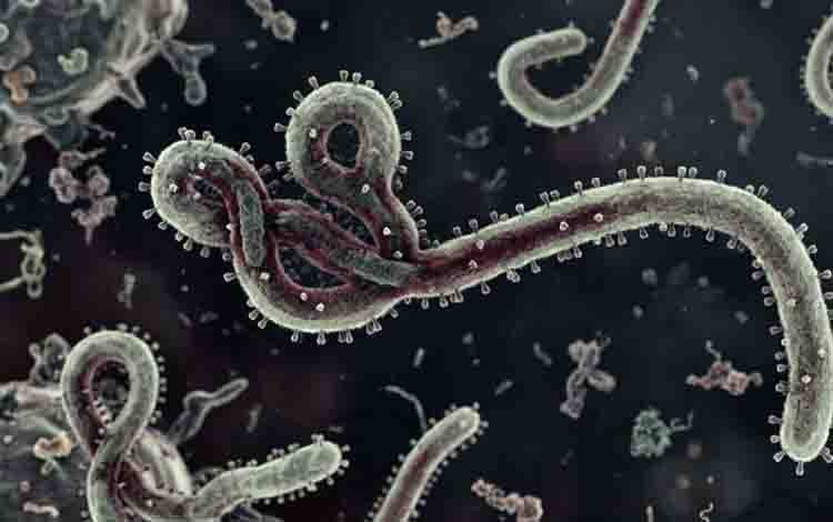 RUKKI: Pemerintah Perlu Siaga Hadapi Ebola Cegah Eskalasi Jadi Pandemi