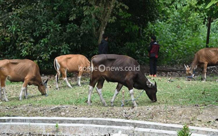 CBI Salurkan 23 Ekor Sapi Kurban, Perkuat Kepedulian Sosial di Lamandau