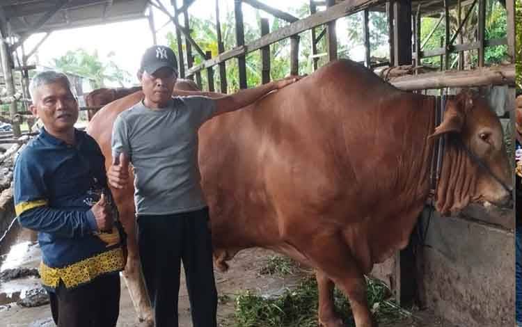 PHBI Kotim Siapkan 6 Sapi dan 3 Kambing Kurban, Termasuk Sapi Bantuan Presiden Prabowo