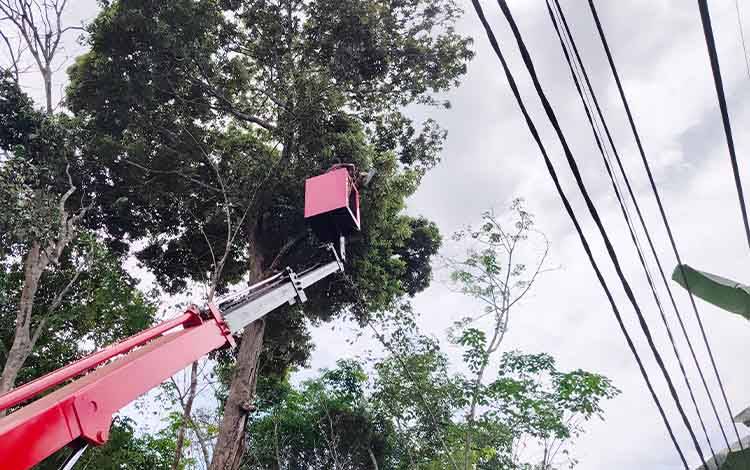 Dinas PUPR Perkim Bartim Tangani Dahan Pohon yang Bahayakan Warga di Jalan Baruh Rintis