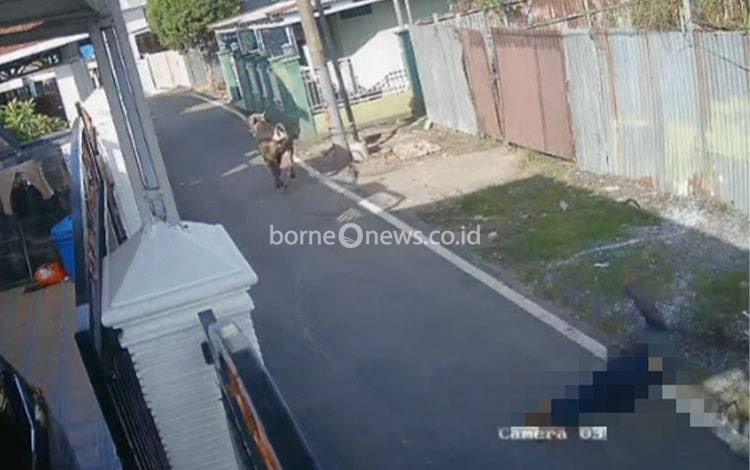 Detik-detik Pengejaran Sapi Kurban Berujung Maut di Banjarmasin Terekam CCTV