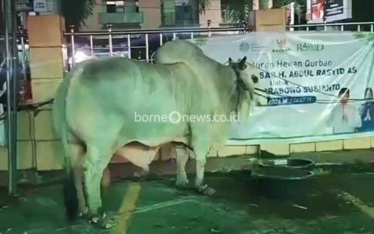 Sapi Kurban Presiden dan H Abdul Rasyid Disalurkan untuk Warga Palangka Raya
