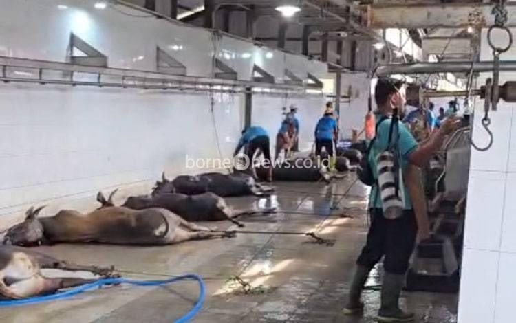 Penyembelihan Hewan Kurban di RPH Palangka Raya Capai 149 Ekor di Momen Iduladha 1447 Hijriah