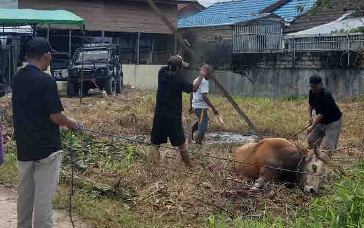 Dramatis, Sapi Kurban Jumbo Agresif di Sampit Ditaklukkan Pakai Jeep Sebelum Disembelih