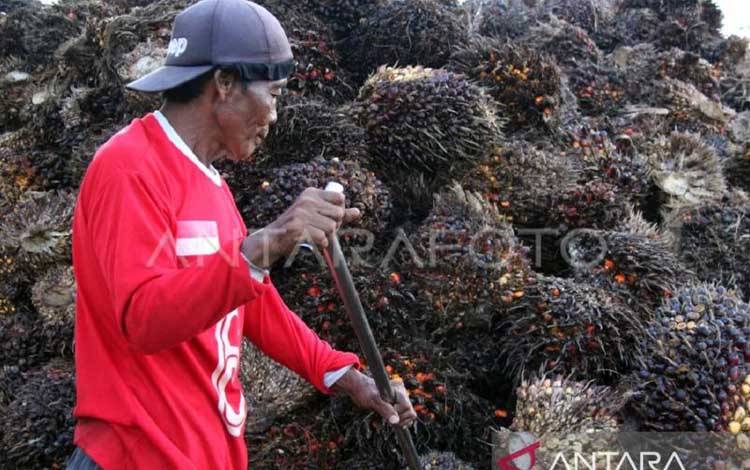 Bontang Siapkan Hilirisasi Sawit Rp5,65 Triliun, Bidik Industri Fatty Amine dan Fatty Acid