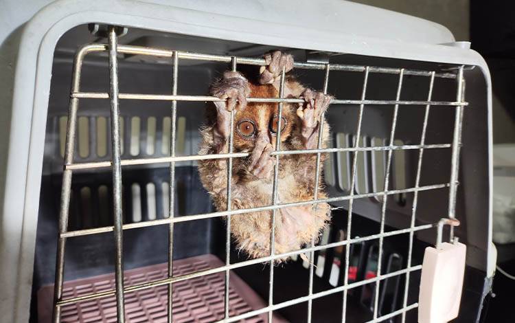 Tarsius Diserahkan ke BKSDA Kalteng, Edukasi Penanganan Satwa Liar Dinilai Masih Minim