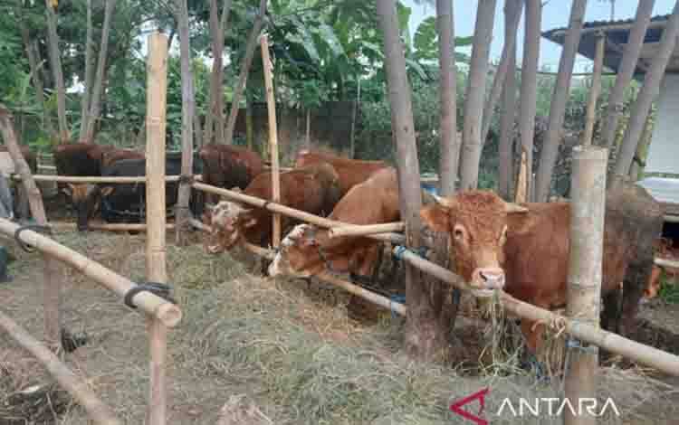 Peternakan sapi di Kabupaten Bantul Daerah Istimewa Yogyakarta yang menjadi salah satu sumber protein hewani. ANTARA/Hery Sidik