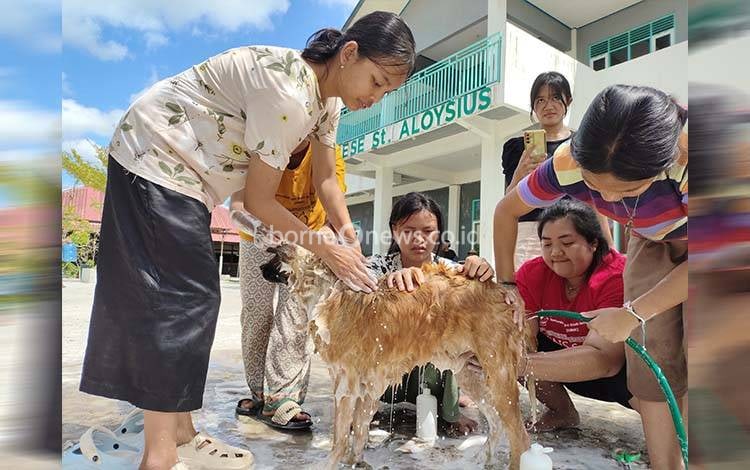 Sebelum Libur Sekolah, Siswa SMAK Santo Aloysius Palangka Raya Rawat 30 Anjing Bersama RSAT
