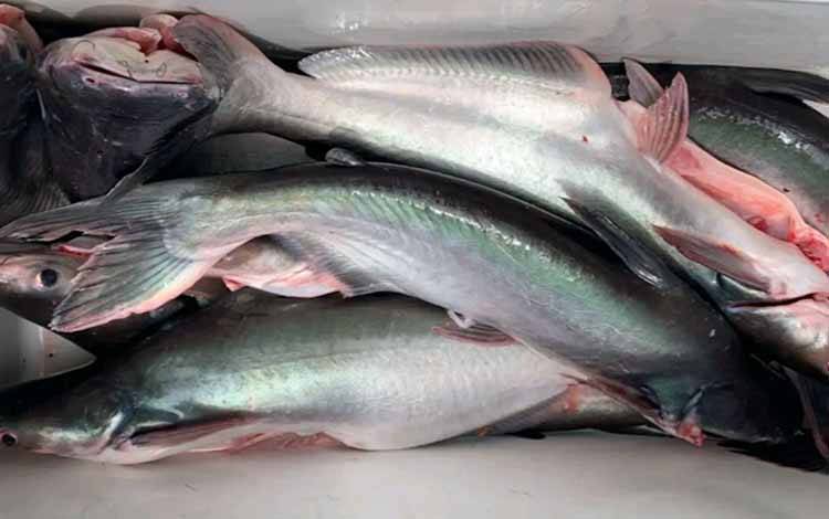 Ikan Patin Sumbang Inflasi akibat Faktor Cuaca di Palangka Raya