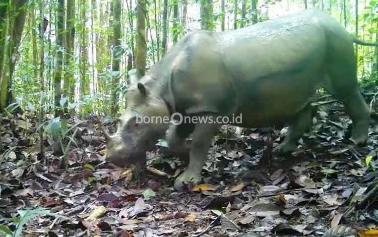 Badak Kalimantan Tersisa Dua Ekor, Teknologi Bayi Tabung Jadi Harapan Penyelamatan