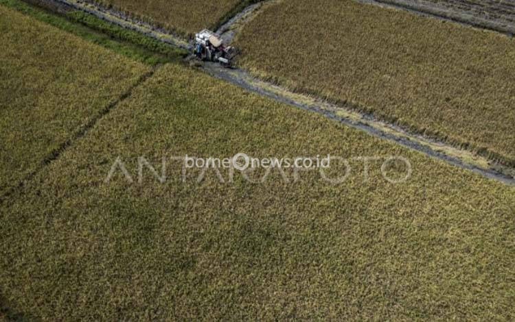 Bulog Serap Gabah Petani Kotim 3.500 Ton, Transaksi Capai Rp22,75 Miliar