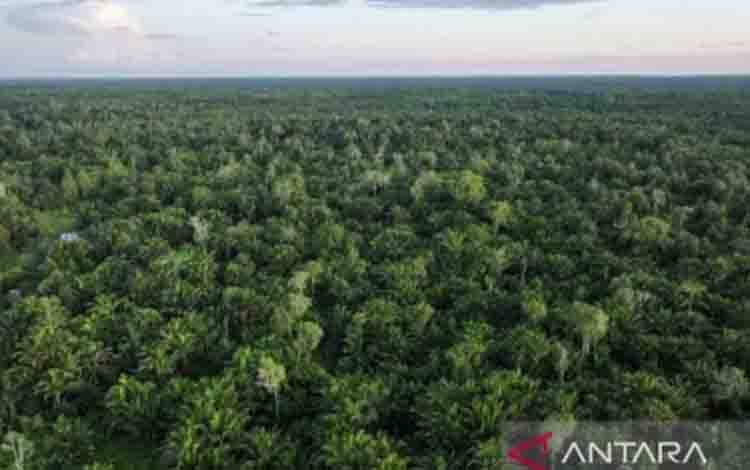 Menhut: Perdagangan Karbon Buka Peluang Investasi Restorasi Hutan