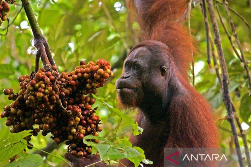 Menyusuri Taman Nasional Kutai, dari Orangutan Prevab Mentoko hingga Goa Sampemarta