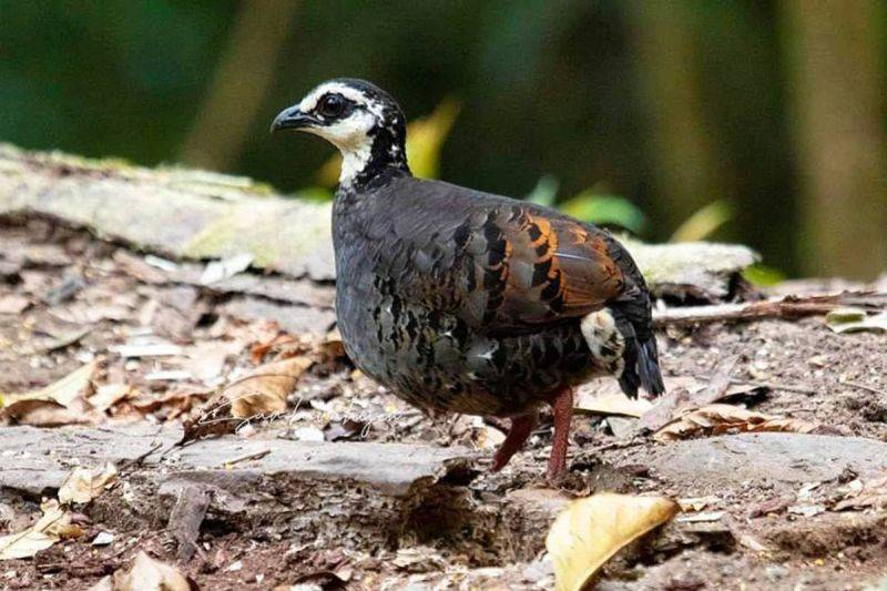 Puyuh Gonggong Biasa Berpotensi Jadi Fauna Khas Bumi Pandalungan