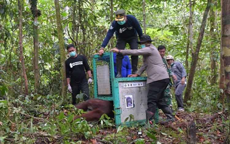 Lima Orangutan Dilepasliarkan ke Taman Nasional Bukit Baka Bukit Raya