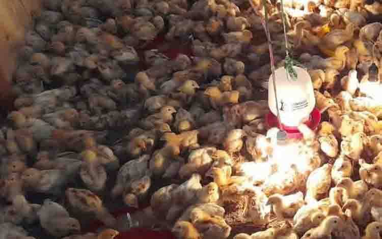 DPRD Palangka Raya Dorong Bantuan dan Subsidi Pakan untuk Peternak Ayam Petelur Lokal